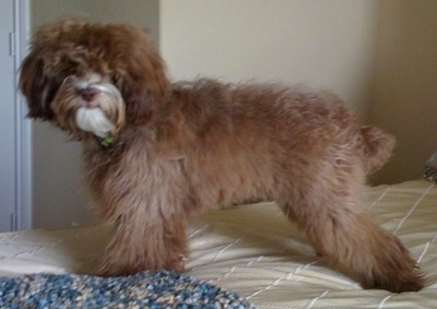 Snickers the Cock-a-Tzu is standing on a bed with its body facing a door. Snickers head is facing the camera holder