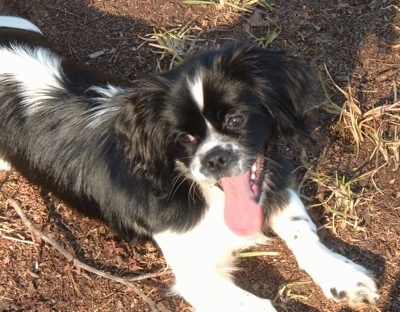 Close Up - Tornado the black and white Cock-A-Tzu is laying outside in dirt and looking to the left. Tornado's head his tilted, his mouth is open and his tongue is out