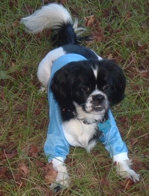 Bulldog+and+shih+tzu+mixes