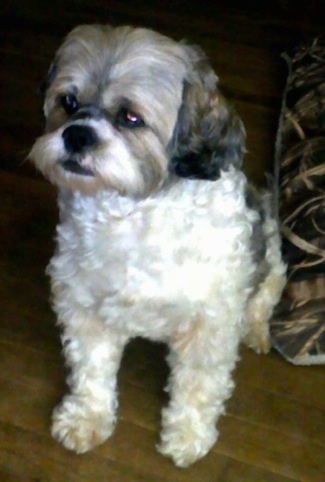 Mimi the Cock-A-Tzu is sitting on a hardwood floor next to a pillow and looking to the left