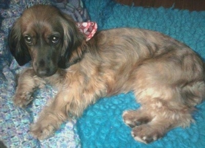 Hannah the Cock-A-Tzu is laying on a teal-green blanket and looking at the camera holder. Hannah is also wearing a red and white ribbon