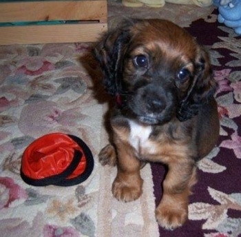 Hannah the Cock-A-Tzu as a puppy is sitting on a rug with her head tilted to the right next to a red Yamaka