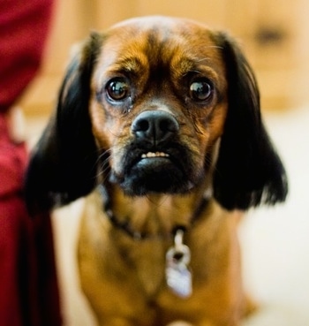 Close Up - Quinn the Cocker Griffon is looking at the camera holder with this bottom teeth showing due to an underbite and standing next to a red chair