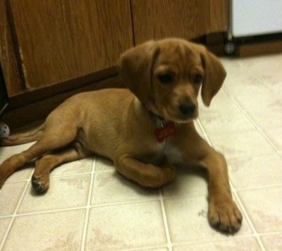 Buddy the Cocker Jack Puppy laying on a tiled floor, there is a wiffle ball behind his tail