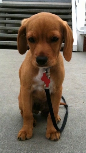 Buddy the Cocker Jack Puppy is sitting outside on a gray floor with a staircase leading to the house behind him, with his head slightly downward and looking at the camera holder