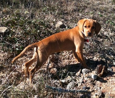 Buddy the Cocker Jack Puppy is standing outside on a rugged terrain scattered with pine cones and looking back at the camera holder