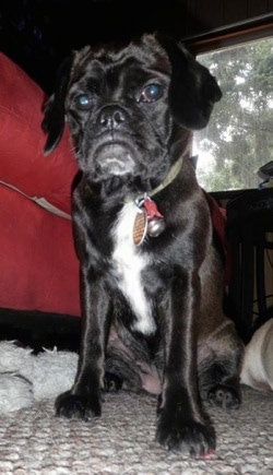 Bindi the Cocker Pug is sitting on a carpeted floor next to a red couch with her face looking like a monkey with a frown