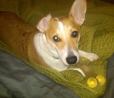 Winston the Cojack is laying on a human's olive green bed with a rubber dog toy at his paws with one ear down and looking at the camera holder