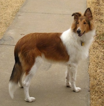 Side view - Strider the Rough Collie is standing on a sidewalk and looking to the left