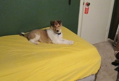 Strider the Rough Collie as a puppy laying on a bed with a yellow sheet in a bedroom with green walls and a white door