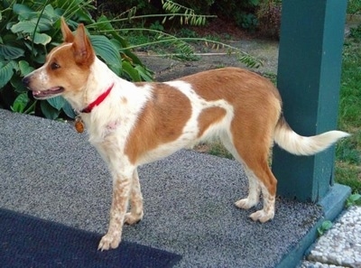 Right Profile - Lilly the Corgi Cattle Dog is standing on a green porch and looking forward