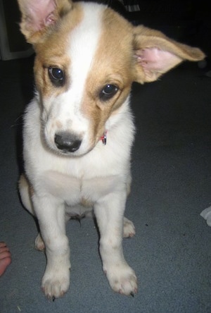 Close Up - Laika the Corgi Cattle Dog as a puppy is sitting on a carpet and looking at the camera holder with its head tilted to the right