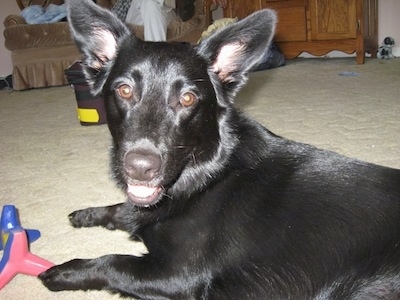 Close Up - Charlie the black Corgidor is laying on a carpet and there is a toy in front of him. His mouth is open, it looks like he is smiling