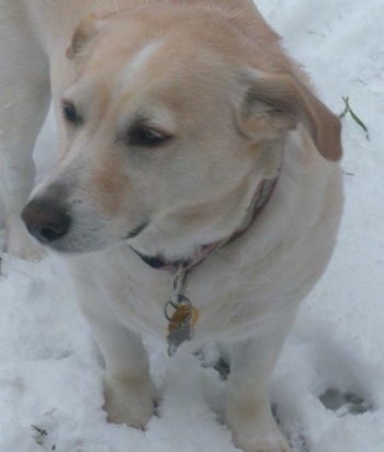 white golden retriever lab mix. lab golden retriever mix