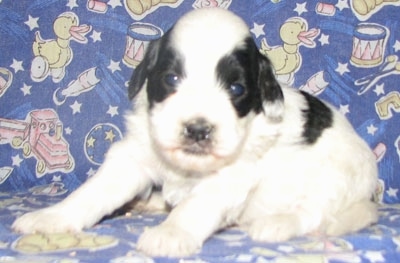 Close Up - Kylie the Corgipoo puppy is sitting on a purple backdrop with rubber ducks, trains, stars, moons, planets and apple juice boxes on it