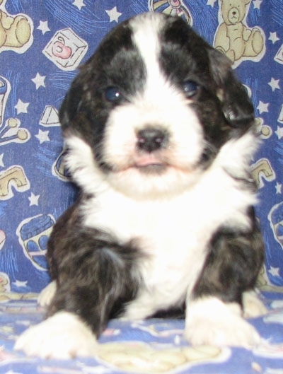 Close Up - Kylie the Corgipoo Puppy is sitting on a purple backdrop with rubber ducks, trains, stars, moons, planets and apple juice boxes on it. Kylie is looking at the camera holder with a little bit of his tongue sticking out