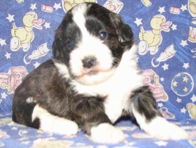 Close Up - Kylie the Corgipoo puppy is sitting on a purple backdrop with rubber ducks, trains, stars, moons, planets and apple juice boxes on it