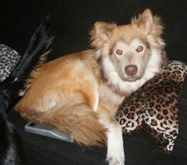 Cash the medium-haired fluffy tan and white Coydog is laying on a black couch on top of a leopard print pillow, in front of a upside down remote. There is a Dog with a black tail walking away