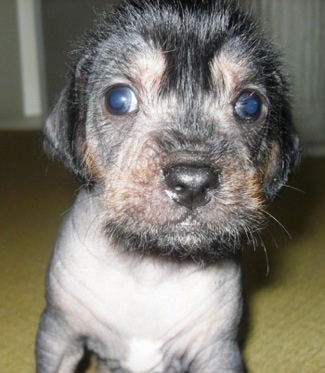 Close Up - Hairless Crested Cavalier puppy is sitting on carpet and looking at the camera holder