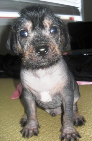 Close Up - A hairless Crested Cavalier puppy is sitting on an olive green carpet and looking at the camera holder