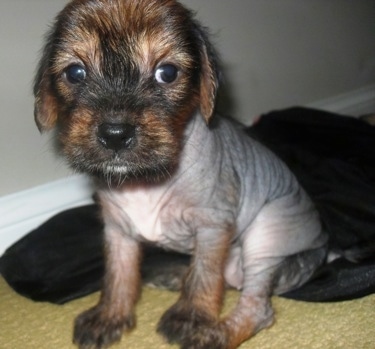 Close Up - Crested Cavalier puppy is sitting on a persons shirt and looking at the camera holder