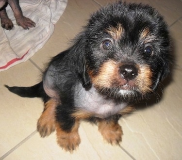 Close Up - Crested Cavalier puppy with hair missing from its chest is sitting on a tan tiled floor and looking up. There is another dog laying behind it on a blanket