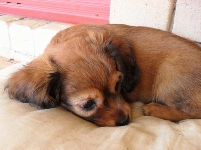 Cavalier King Charles Spaniel Puppies. at 7 weeks old. Chinese