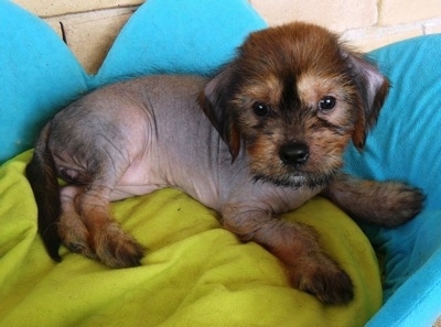 A hairless Crested Cavalier Puppy is laying on a flower shaped dog bed and looking forward