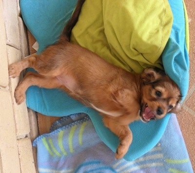 Crested Cavalier Puppy is laying on its side on a flower shaped pillow with its feet on a tan brick wall