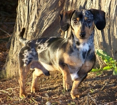 MISSING DOG - silver dapple tweenie Dachshund