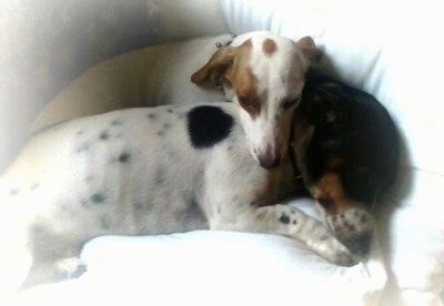 Cheyenne the cream and white piebald Dachshund and Hearty the black and tan piebald Dachshund are sleeping together on a bed. There is a white gradient around the image. It looks like a dream scene