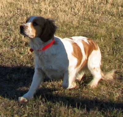 A white with Golden Cocker Retriever is beginning to jump