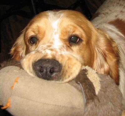 Close Up - A white with Golden Cocker Retriever has a tan and brown plush toy in its mouth