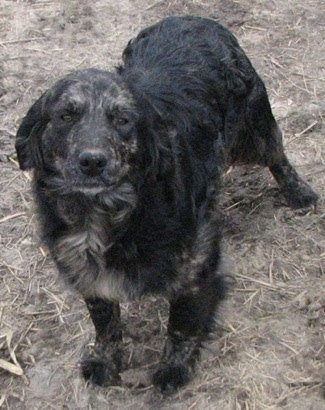 A black brindle Golden Cocker Retriever is standing in brush and looking forward