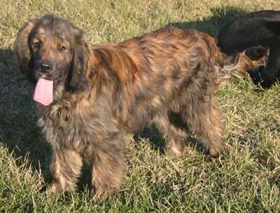 A panting black brindle Golden Cocker Retriever is standing in a field and there is a black dog behind it.