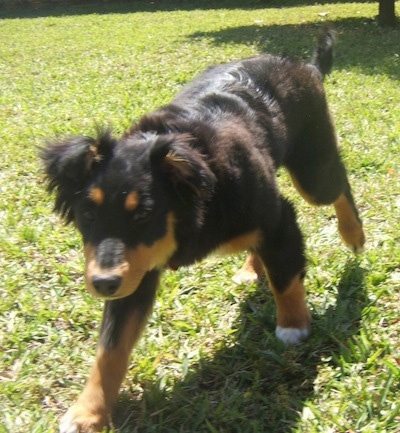 Shayla the black and tan Dakotah Shepherd is outside walking across a yard