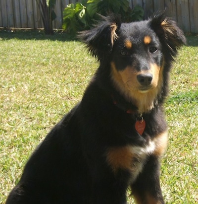 Close Up - Shayla the black and tan Dakotah Shepherd is sitting outside in a yard with a wooden fence behind her