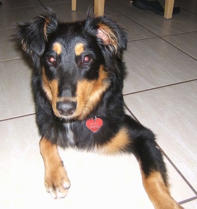 Close Up - Shayla the black and tan Dakotah Shepherd is laying on a tiled floor. There is a wooden chair behind her