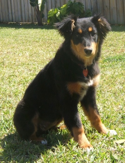 Shayla the black and tan Dakotah Shepherd is sitting in a grassy yard and looking forward with a wooden fence behind her