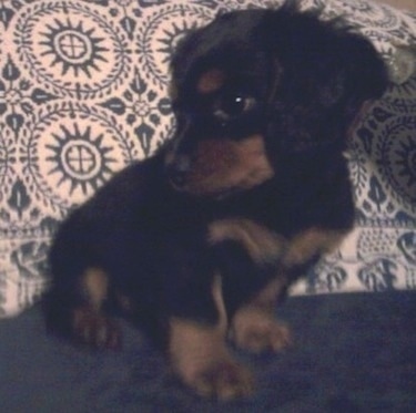 Brutis the Dashalier Puppy is sitting on an ottoman on top of a rug with its head to the left