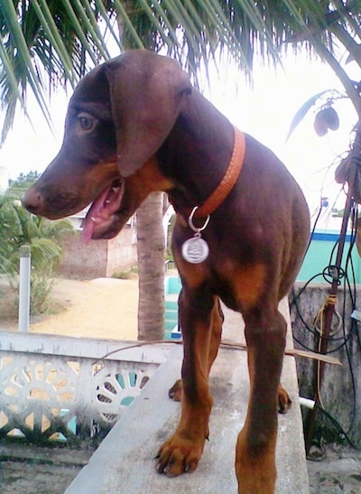 Caesar the Doberman Pinscher puppy is standing on a stone wall looking over to the left with her mouth open and tongue out. There is a palm tree and more walls behind her.