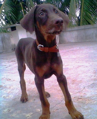 Caesar the Doberman Pinscher puppy is standing on a roof with a stone wall lining the edge. He looks like he saw something that scared him.