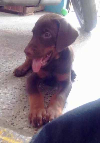 Caesar the Doberman Pinscher puppy is laying on a floor with a motorcycle tire behind him. Caesar is looking to the right and its mouth is open and tongue is out