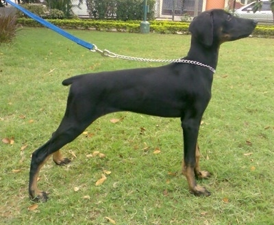 Right Profile - Meena the black and tan Doberman Pinscher is posing outside while on a leash