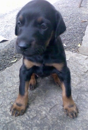 Close Up - Meena the small black and tan Doberman Pinscher puppy is sitting on a stone outside and looking to the left