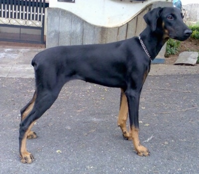 Meena the black and tan Doberman Pinscher is standing in a road with a wooden gate behind it