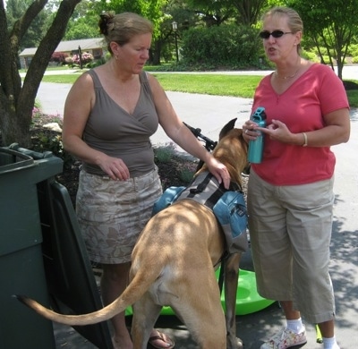 Hercules waits patiently while Delores chats with a neighbor, once a victim of Herc's aggression.