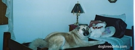 The back left side of a tan with white and black dog that is laying across a bed and it is looking forward.