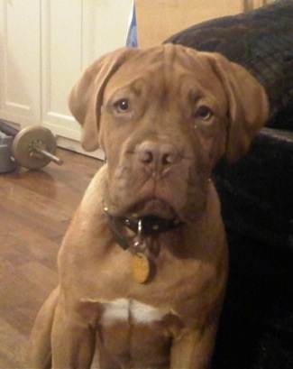 Diego the Dogue De Bordeaux puppy is sitting in front of a couch on a hardwood floor. There is a dumbbell in the background