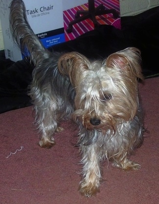 Little SissyGoof the tan and gray Dorkie is standing on a carpet and there is a blanket with a chair in a box behind it